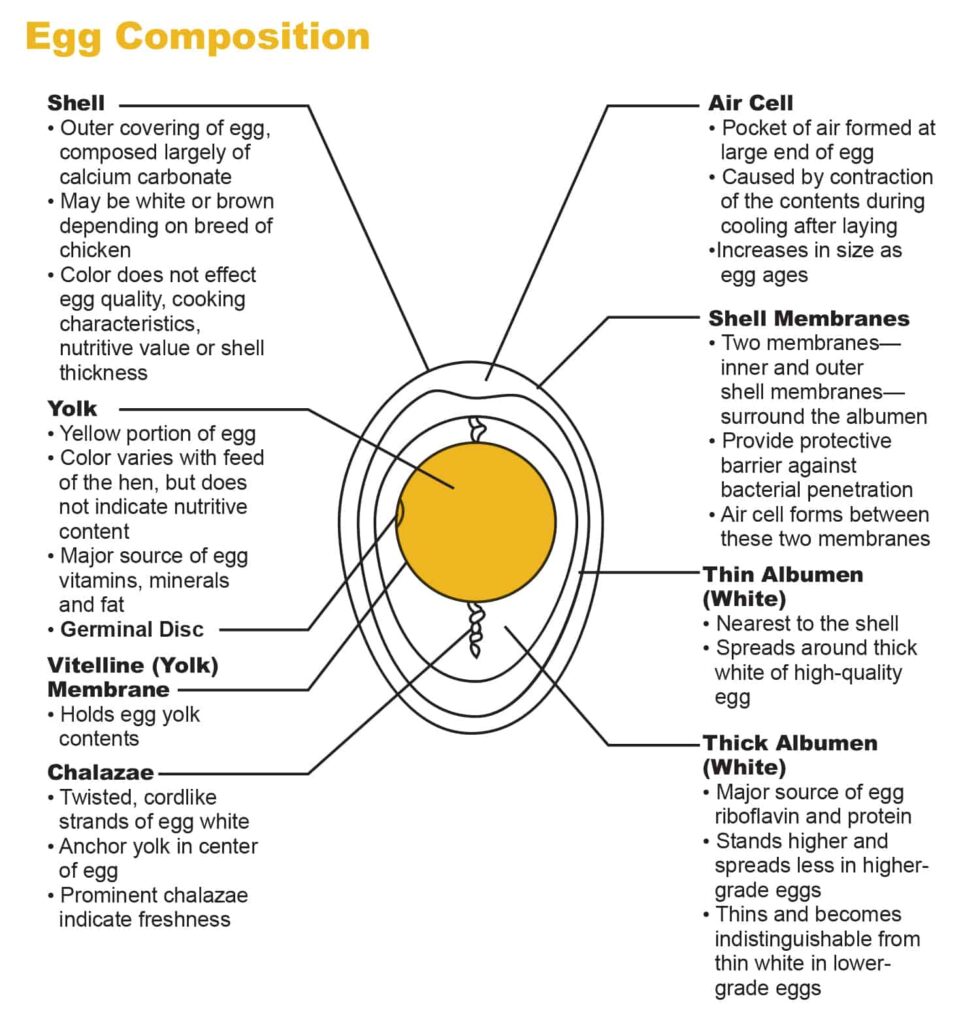 Egg Composition diagram