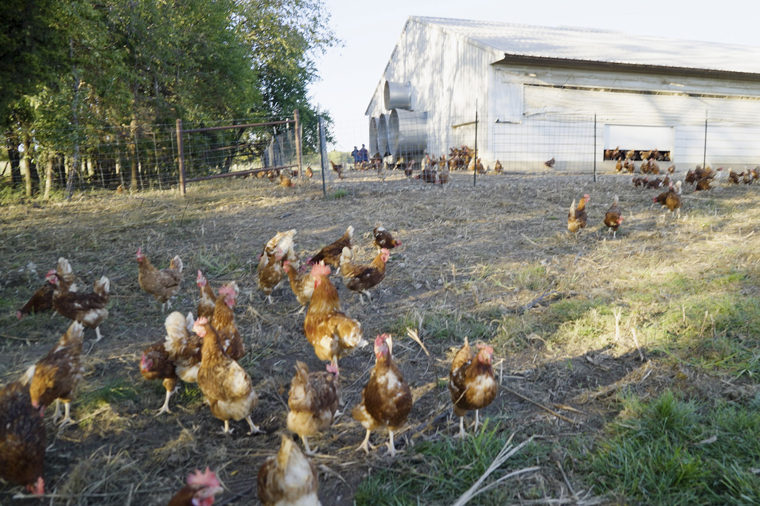 Free-range hen housing