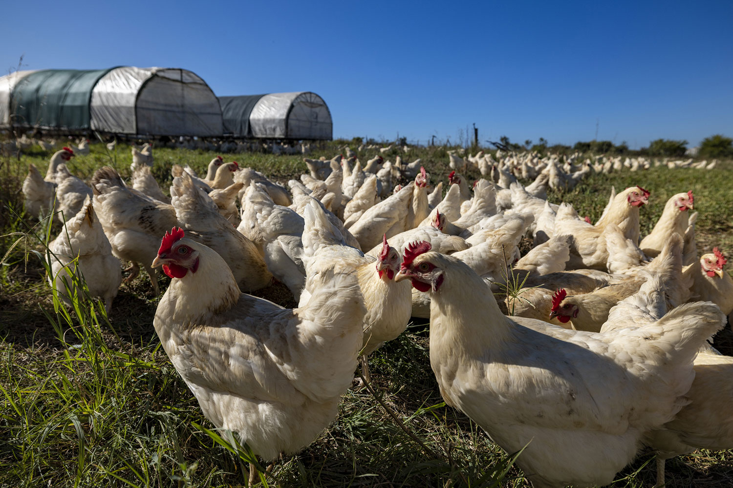 Pasture-raised hen housing